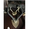Image 2 : Antler Mounts