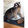 Image 1 : Raccoon Taxidermy Mount