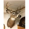 Image 1 : Deer Taxidermy Mount