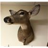 Image 1 : Doe Taxidermy Mount