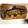 Image 1 : Brown Trout Taxidermy Mount