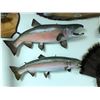 Image 1 : Salmon and Rainbow Trout Mounts