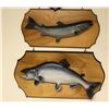 Image 1 : Brown Trout and Salmon Mounts