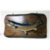 Image 1 : Brown Trout Mount