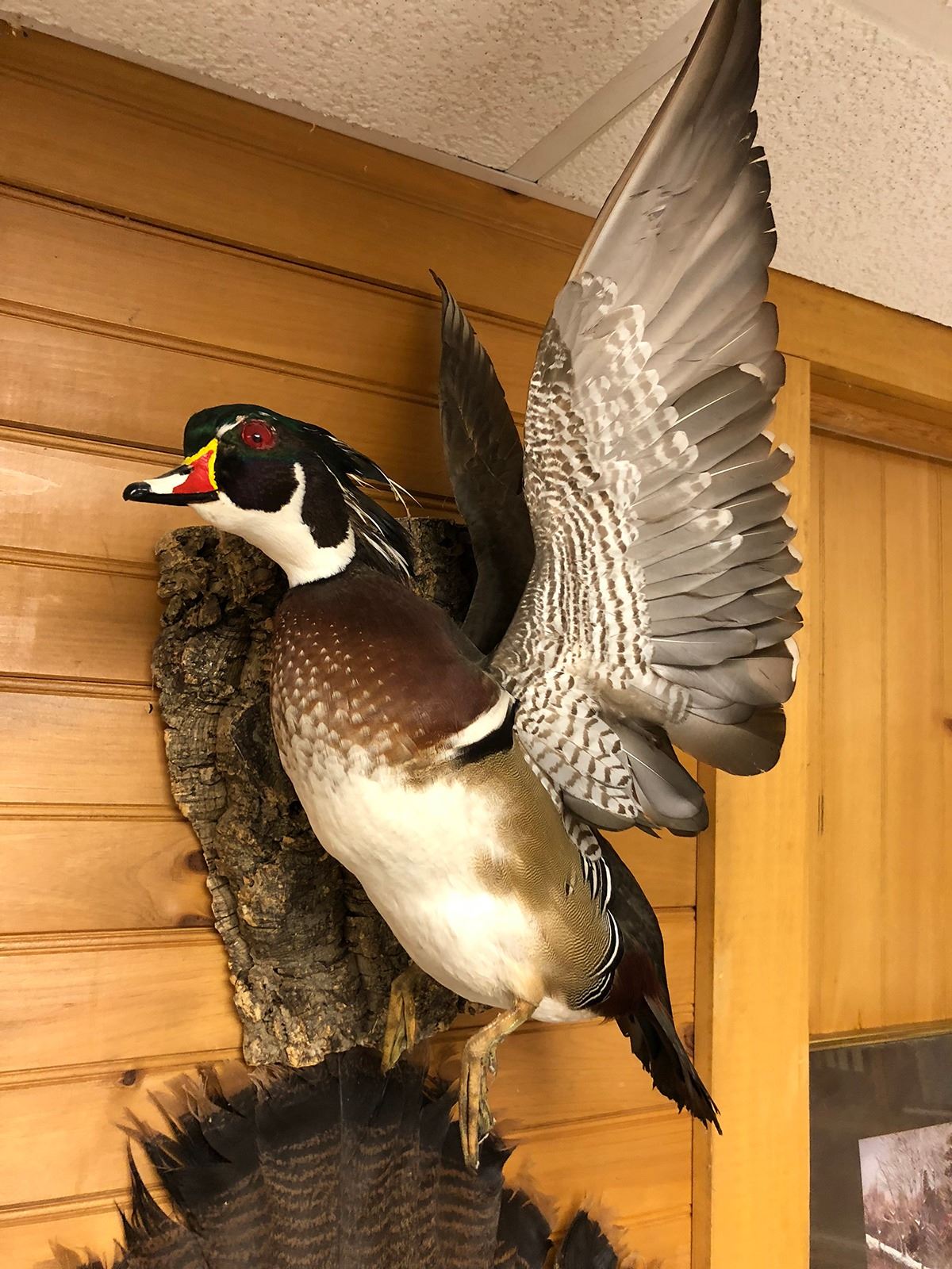 Flying Wood Duck Taxidermy Mount
