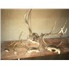 Image 1 : Deer Antlers