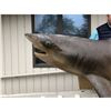 Image 3 : Shark