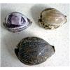 Image 1 : Etched Seashells