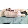 Image 3 : Father Figures Fluffy Cat Movie Props