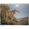 Image 2 : EVENING CALM COYOTE LEP BY JORGE J MAYOL 23667