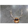 Image 2 : SET OF ELK ANTLERS