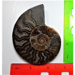12) SPLIT AMMONITE FOSSIL SPECIMEN
