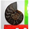 Image 1 : 12) SPLIT AMMONITE FOSSIL SPECIMEN