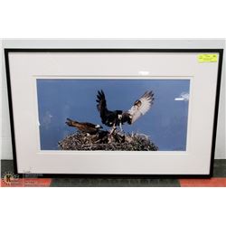 30X19 "HAWK FAMILY NEST" PHOTOGRAPHY PRINT BY