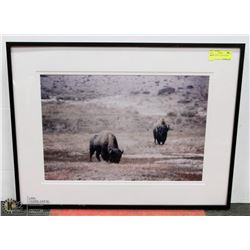 27X20 "BUFFALO" PHOTOGRAPHY PRINT