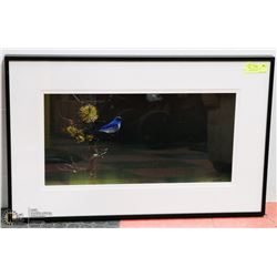 30X19 BLUE BIRD" FRAMED PHOTOGRAPHY PRINT
