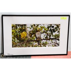 30X19 "COOPERS HAWK" FRAMED PHOTOGRAPHY PRINT