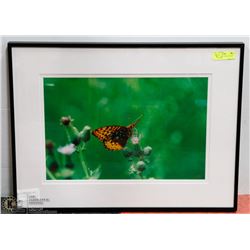 28X21 BUTTERFLY PHOTOGRAPHY PRINT BY MIKE
