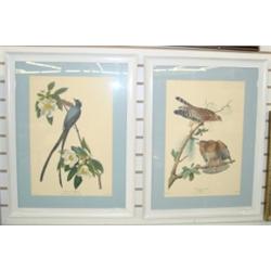 Audubon Prints