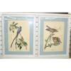 Image 1 : Audubon Prints
