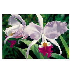 White and Magenta Orchids by Davis, Brian