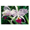 Image 1 : White and Magenta Orchids by Davis, Brian