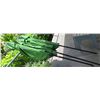 Image 1 : Qty 3 Green Patio Umbrellas