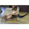 Image 1 : BULL SKULL