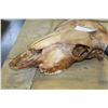 Image 2 : BULL SKULL