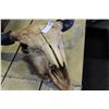 Image 3 : BULL SKULL