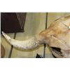 Image 5 : BULL SKULL