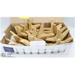 FLAT OF 15 STARFISH