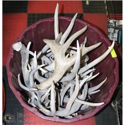 BUCKET OF SHED ANTLERS