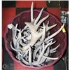 Image 1 : BUCKET OF SHED ANTLERS