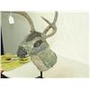 Image 5 : Pueblo Deer Mask
