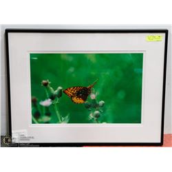 28X21 BUTTERFLY PHOTOGRAPHY PRINT BY MIKE