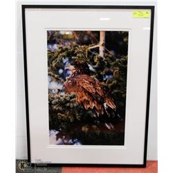 20X27 "RESTING HAWK" PHOTOGRAPHY PRINT