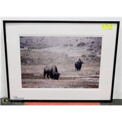 27X20 "BUFFALO" PHOTOGRAPHY PRINT