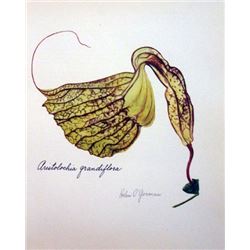 Hand Signed 1961 Litho Helen O'Gorman