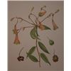 Image 1 : Hand Signed 1961 Litho Helen O'Gorman
