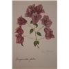 Image 1 : Hand Signed 1961 Litho Helen O'Gorman