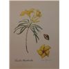Image 1 : Hand Signed 1961 Litho Helen O'Gorman