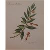 Image 1 : Hand Signed 1961 Litho Helen O'Gorman