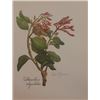 Image 1 : Hand Signed 1961 Litho Helen O'Gorman