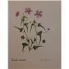 Image 1 : Vintage Lithograph Hand Signed
