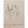 Image 1 : Hand Signed 1961 Litho Helen O'Gorman