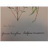 Image 2 : Hand Signed 1961 Litho Helen O'Gorman