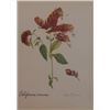 Image 1 : Hand Signed 1961 Litho Helen O'Gorman