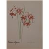 Image 1 : Hand Signed 1961 Litho Helen O'Gorman