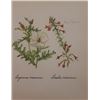 Image 1 : Hand Signed 1961 Litho Helen O'Gorman